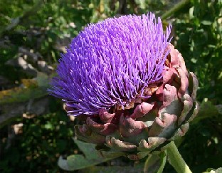 Artichaud de Bretagne en fleur