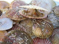 Coquilles Saint-Jacques p�ch�es au Diben !