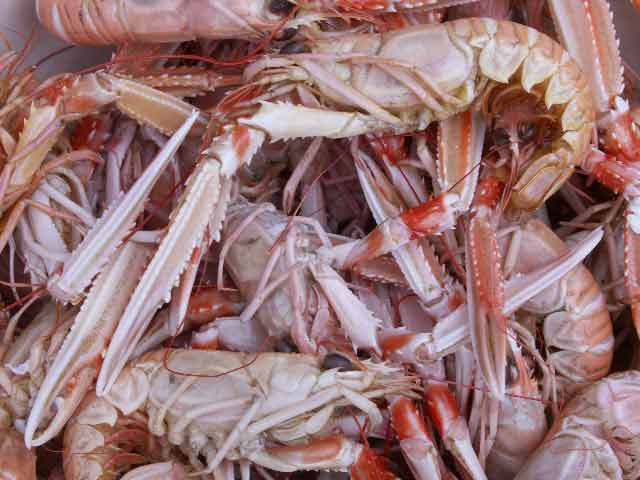 Langoustines