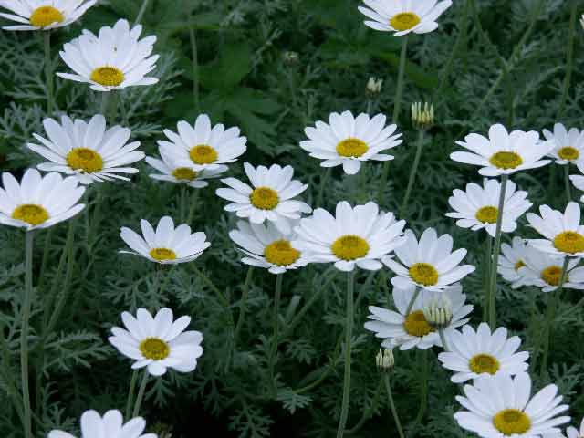 Marguerite